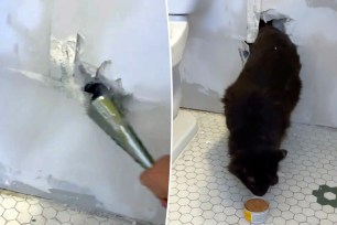 Influencer Mariah Vanessa, who runs @mv.esco on TikTok, uploaded a video about her cat being trapped inside a wall after maintenance patched up a hole in her bathroom.