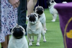 Ahead of the winner being announced at the Westminster Kennel Club Dog Show on Tuesday, The Post spoke to four handlers and what it takes to get in the ring.